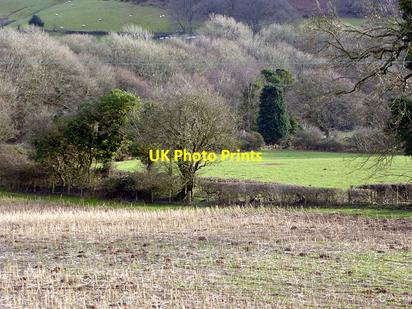Photo 6"x4" Cereal stalks in Cwm Rheidol Nantyronen Station c2018