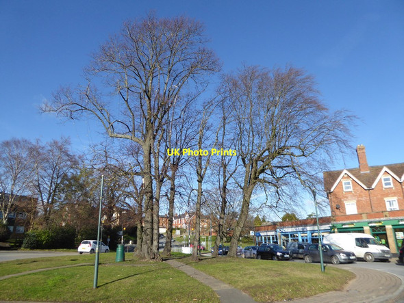 Photo 6"x4" Winter trees at Barnard's Green Great Malvern c2018