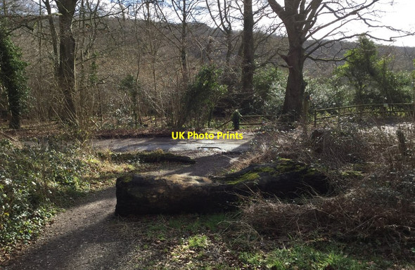 Photo 6"x4" Approaching the Madehurst Road Madehurst c2018