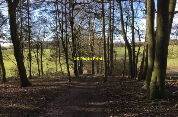 Photo 6"x4" Dencher Wood Madehurst c2018