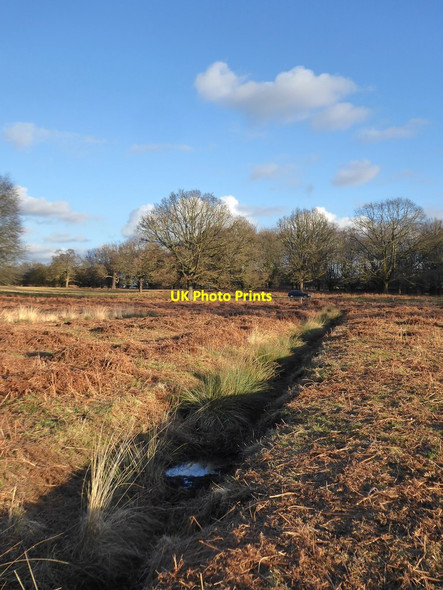 Photo 6"x4" View along a ditch near Broomfield Hill Kingston Upon Thames c2018
