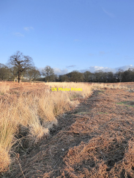 Photo 6"x4" Ditch and grassland near Broomfield Hill Kingston Upon Thames c2018