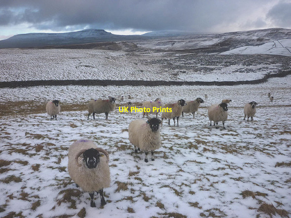 Photo 6"x4" Hungry sheep above Crummack Clapham\/SD7469 c2018