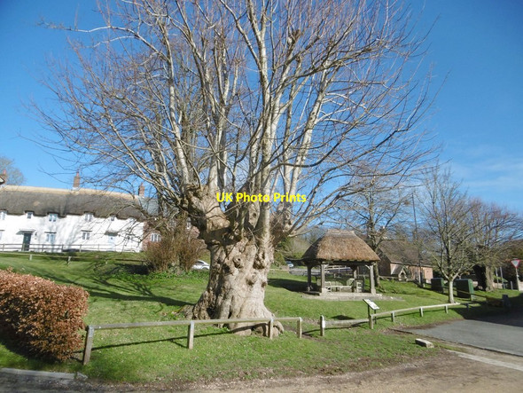 Photo 6"x4" Tolpuddle, Martyrs Tree Tolpuddle c2018