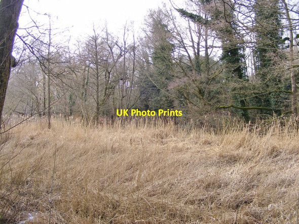 Photo 6"x4" Baggeridge Reeds Sedgley c2018