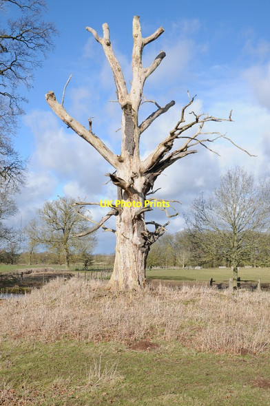 Photo 6"x4" Dead tree Astwood\/SO9365 c2018