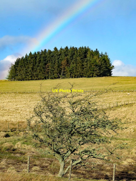 Photo 6"x4" Hawthorn by Meggie's Dene Burn Uppertown\/NY8672 c2018