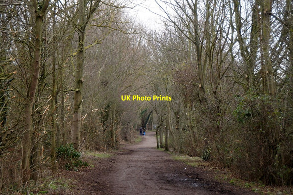 Photo 6"x4" Footpath in Horton Country Park Epsom c2018