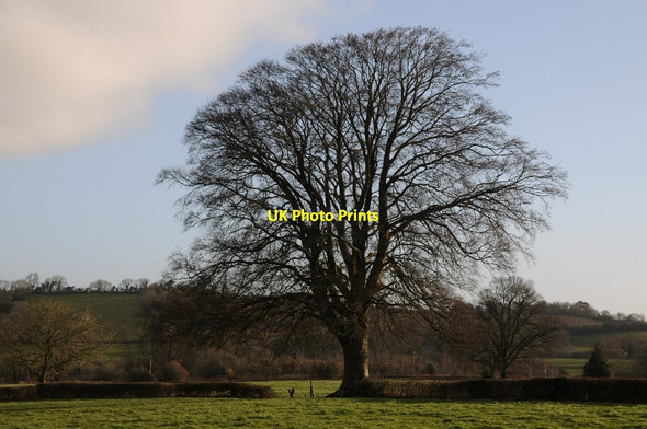 Photo 6"x4" Tree in a hedgerow Coley\/ST5855 c2018
