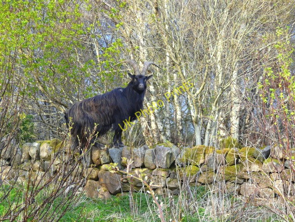 Photo 6"x4" Wild goat, Badcaul. Badcaul\/NH0291 c2009