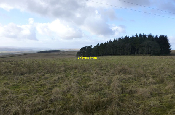 Photo 6"x4" Woodland on Chesterhope Common Ridsdale c2018