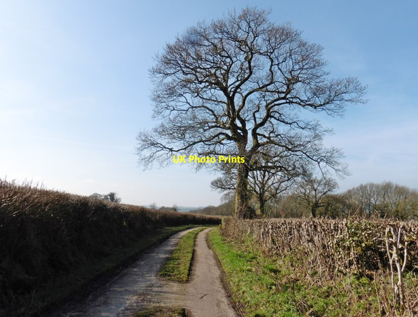 Photo 6"x4" Truncated lane, intersected by the A30 Buckerell c2018