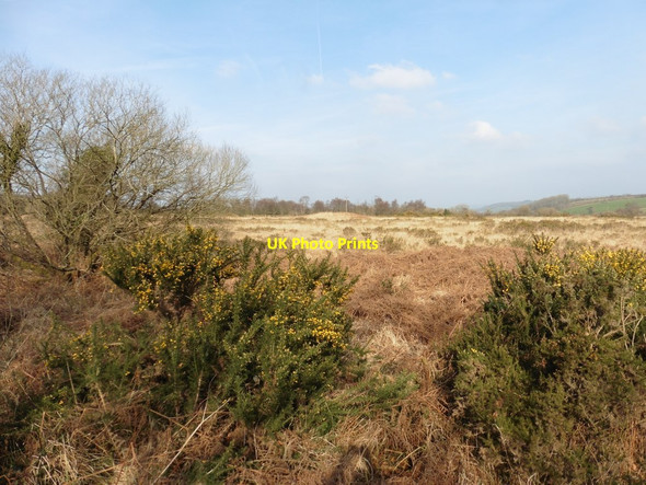 Photo 6"x4" Rough moorland on Gittisham Hill Blannicombe c2018