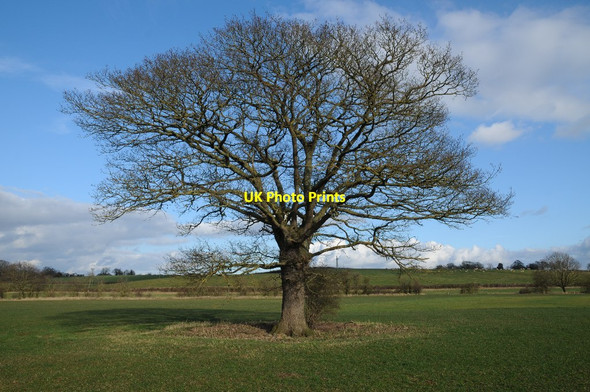 Photo 6"x4" Oak tree Holly Green\/SO8641 c2018