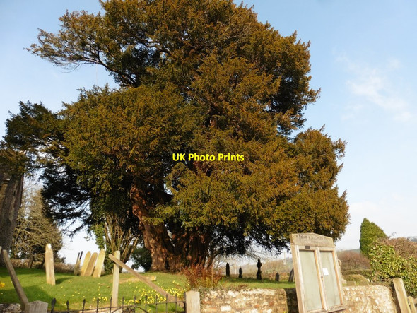 Photo 6"x4" Massive Yew tree in the churchyard at St Michael and all Angels Church Green\/SY1796 c2018