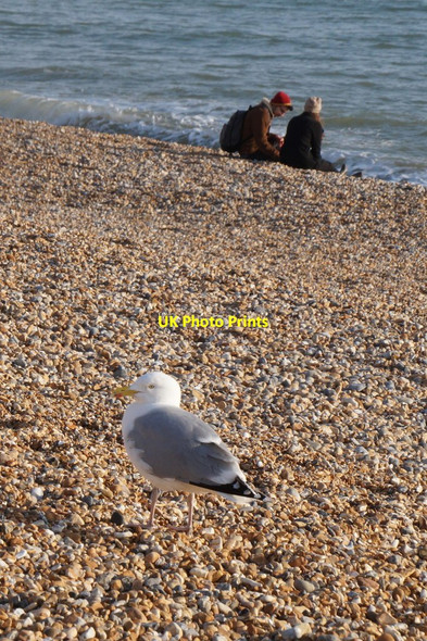 Photo 6"x4" Herring Gull (Larus argentatus) on Brighton beach Hove c2018
