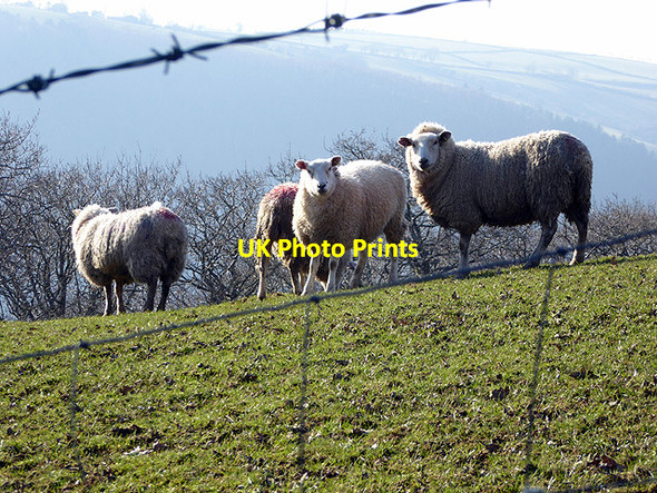 Photo 6"x4" Curious sheep Nantyronen Station c2018