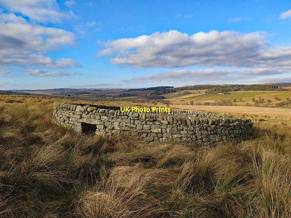 Photo 6"x4" Sheepfold west of Rattenraw Horsley\/NY8496 c2018