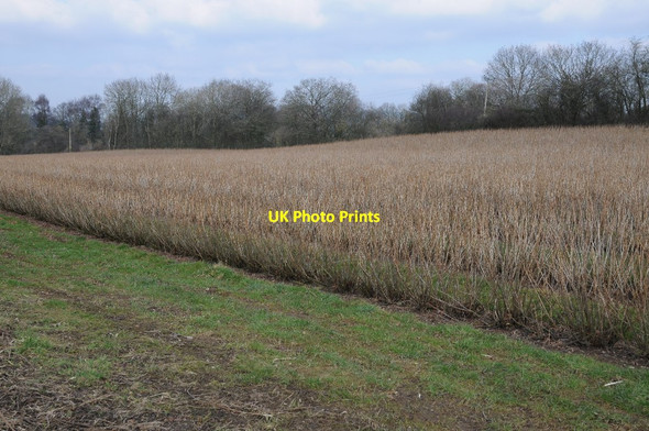 Photo 6"x4" Currant bushes Nextend c2018