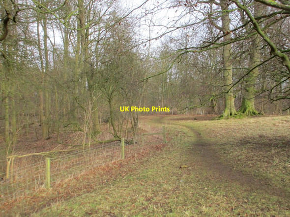 Photo 6"x4" The edge of Hanging Plantation Belton\/SK9239 c2018