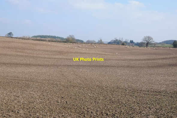 Photo 6"x4" Sheep in a field near Rushock Kington\/SO2956 c2018