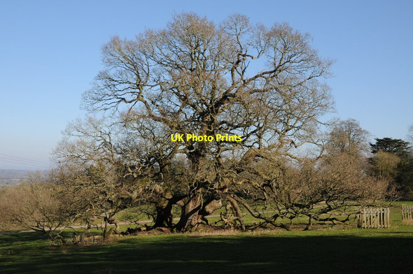 Photo 6"x4" Mature oak in Brockhampton Park Linley Green c2018