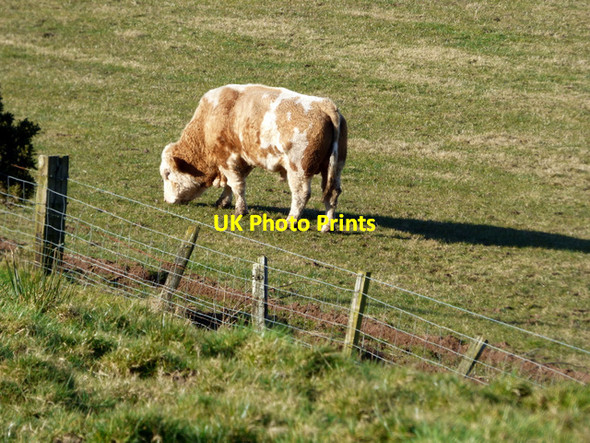 Photo 6"x4" Bull at Figgatoch Farm Millport c2018
