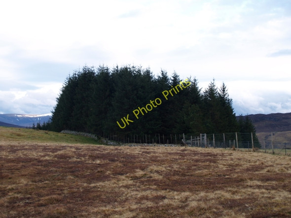 Photo 6"x4" Wedge of forestry, Creag Bhile Balgowan\/NN6394 c2009