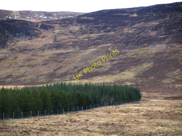 Photo 6"x4" Strip of forestry, Creag Bhile Balgowan\/NN6394 c2009