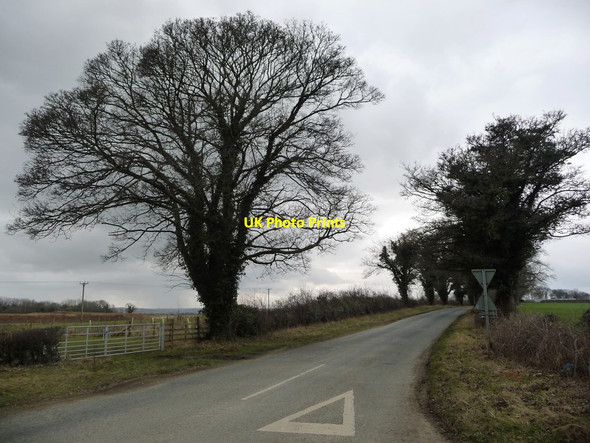 Photo 6"x4" Trees along the lane to Gybdykes Masham c2018