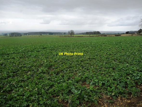 Photo 6"x4" Arable field, south of Thornton Watlass Thornton Watlass c2018