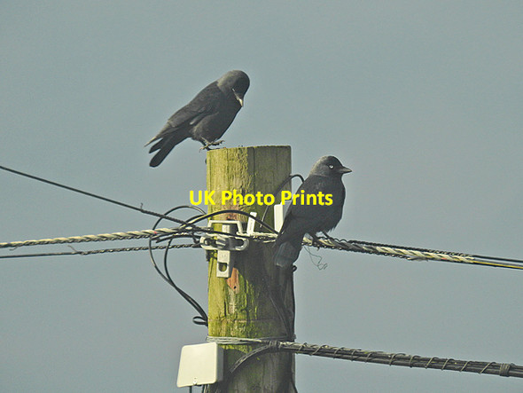 Photo 6"x4" Jackdaws in the sun Pisgah\/SN6777 c2018
