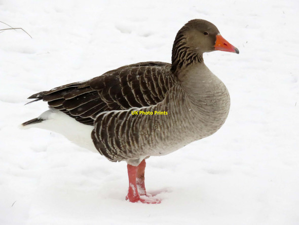 Photo 6"x4" Greylag goose on the Thames Path Kennington\/SP5202 c2018