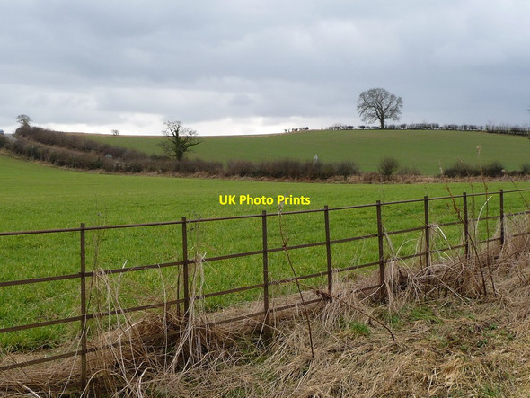 Photo 6"x4" Tree on a field and district boundary Newton-le-Willows\/SE2189 c2018