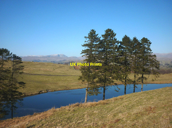 Photo 6"x4" Pines above School Knott Tarn Windermere\/SD4198 c2018