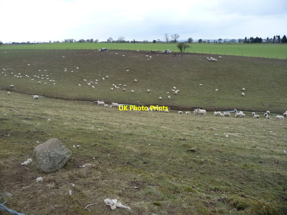 Photo 6"x4" Valley field, full of sheep Arrathorne c2018