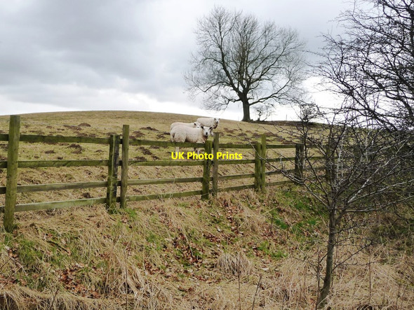 Photo 6"x4" Tree and sheep on Pin Hills East Hauxwell c2018