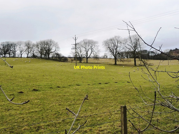 Photo 6"x4" Trees along a field boundary East Hauxwell c2018