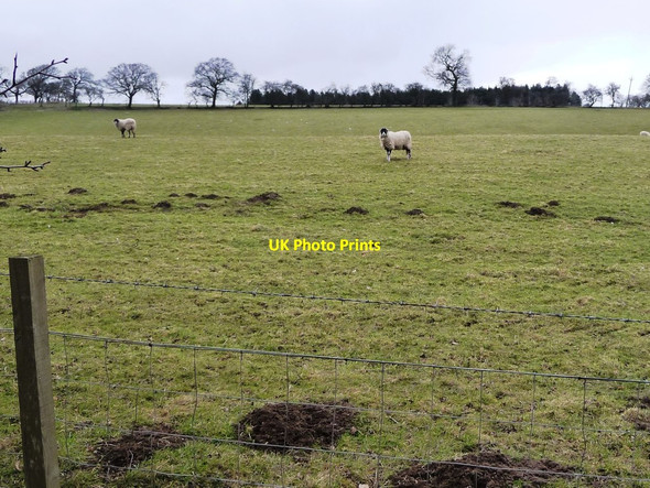 Photo 6"x4" Sheep in a field, north of Hawkswell Lane East Hauxwell c2018