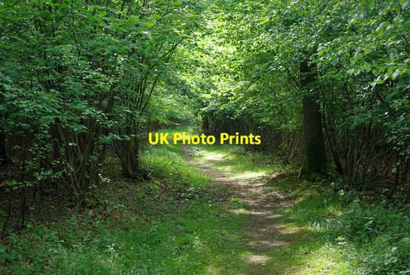 Photo 6"x4" Path in Poling Copse Crossbush\/TQ0306 c2010
