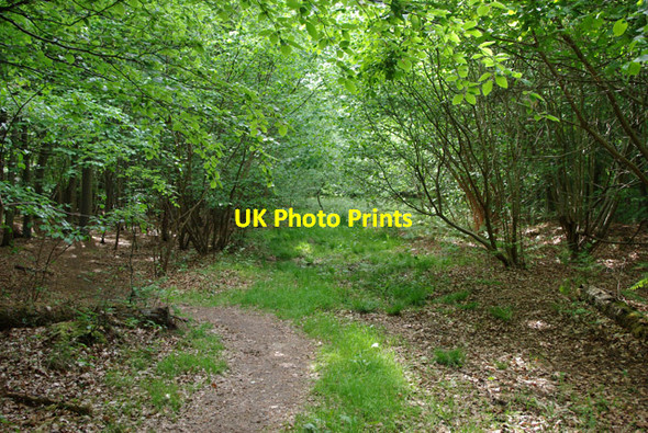 Photo 6"x4" Woodland bridleway Crossbush\/TQ0306 c2010