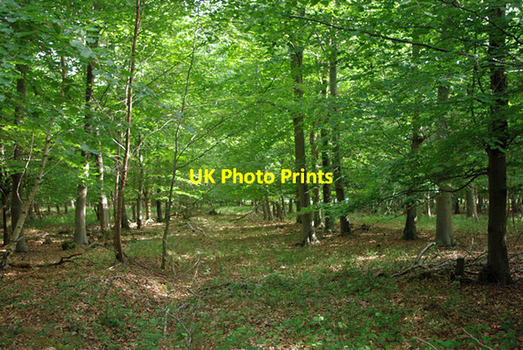 Photo 6"x4" Beech plantation near Poling Corner Poling Corner c2010