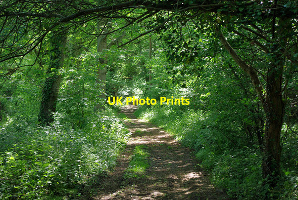 Photo 6"x4" Bridleway by Quakerscorner Copse Hammerpot c2010
