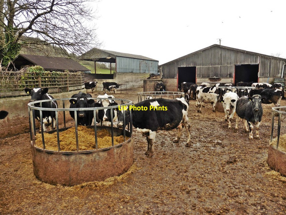 Photo 6"x4" Cattle at Hill Farm Callow Hill\/ST5044 c2018