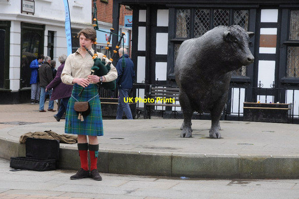 Photo 6"x4" A piper and a bull Hereford c2018