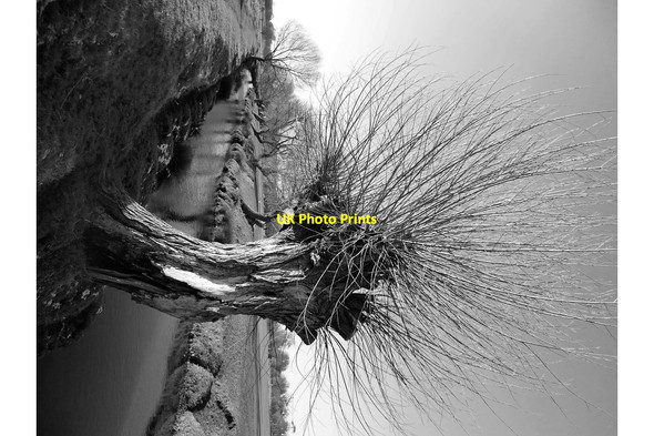 Photo 6"x4" A pollard willow by Beverley Brook, March 2018 Putney c2018
