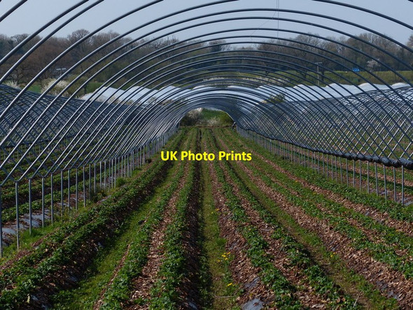 Photo 6"x4" Polytunnel next to Roman Road, Lapley Lapley c2018