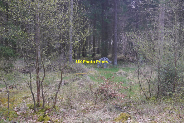 Photo 6"x4" Boar sculpture, Butterdean Wood Gladsmuir\/NT4573 c2018