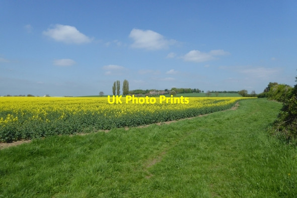 Photo 6"x4" Bridleway and rape Crakehill c2018