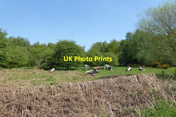 Photo 6"x4" Cattle on the edge of Skipwith Common Little Skipwith c2018